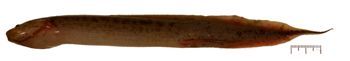 Media type: image;   Ichthyology 171791 Aspect: lateral,description